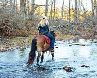 beginner-gypsy-vanner-horse