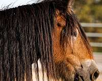 flashy-gypsy-vanner-horse