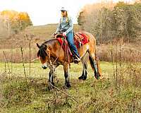 kid-safe-gypsy-vanner-horse