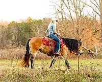 parade-gypsy-vanner-horse