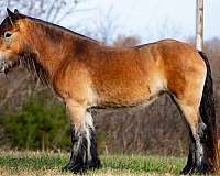athletic-gypsy-vanner-horse
