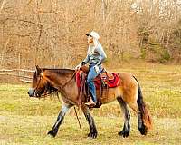 performance-gypsy-vanner-horse