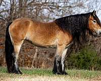 trail-gypsy-vanner-horse