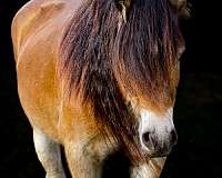 western-riding-gypsy-vanner-horse