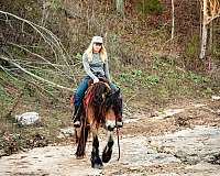trail-riding-gypsy-vanner-horse