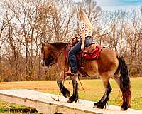 youth-gypsy-vanner-horse