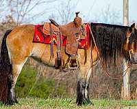 bay-gypsy-vanner-mare