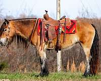 bay-all-around-horse