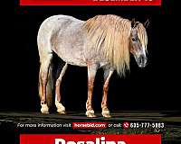 all-around-pony