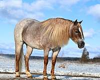 athletic-pony
