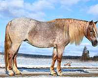 beginner-pony