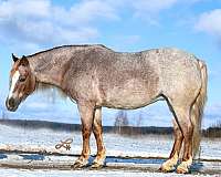 companion-pony