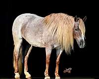 flashy-pony