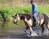 athletic-quarter-horse