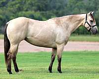 calf-roping-quarter-horse