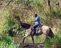 breeding-quarter-horse