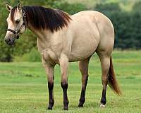 flashy-quarter-horse
