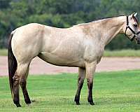 heading-quarter-horse