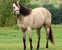husband-safe-quarter-horse