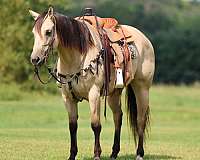 performance-quarter-horse