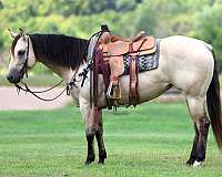 ranch-quarter-horse