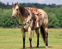 ranch-versatility-quarter-horse