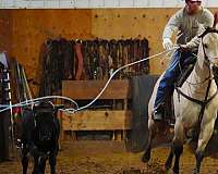 ranch-work-quarter-horse