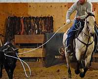 reining-quarter-horse