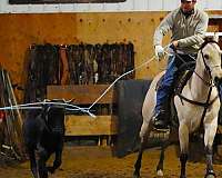 roping-quarter-horse