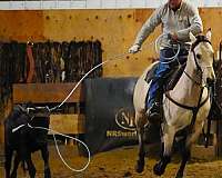 show-quarter-horse