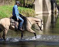 trail-quarter-horse
