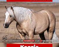 all-around-quarter-pony