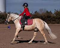 jumping-quarter-pony