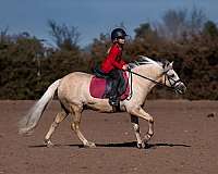 ridden-english-quarter-pony