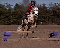 ridden-western-quarter-pony