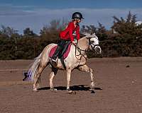 trail-quarter-pony