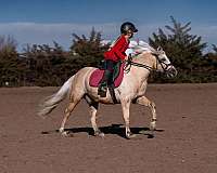 working-cattle-quarter-pony