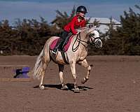 palomino-all-around-pony