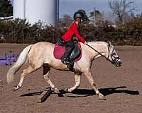 palomino-quarter-pony-gelding