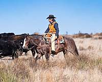 athletic-quarter-horse