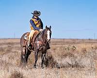 calf-roping-quarter-horse
