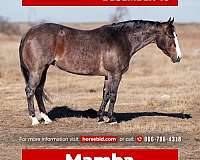all-around-quarter-horse