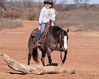 flashy-quarter-horse