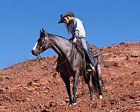 husband-safe-quarter-horse