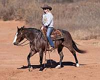 kid-safe-quarter-horse