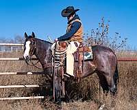 performance-quarter-horse