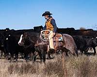 ranch-quarter-horse