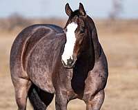 ranch-versatility-quarter-horse