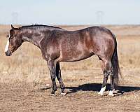 ranch-work-quarter-horse