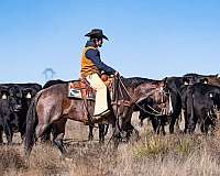 ridden-english-quarter-horse